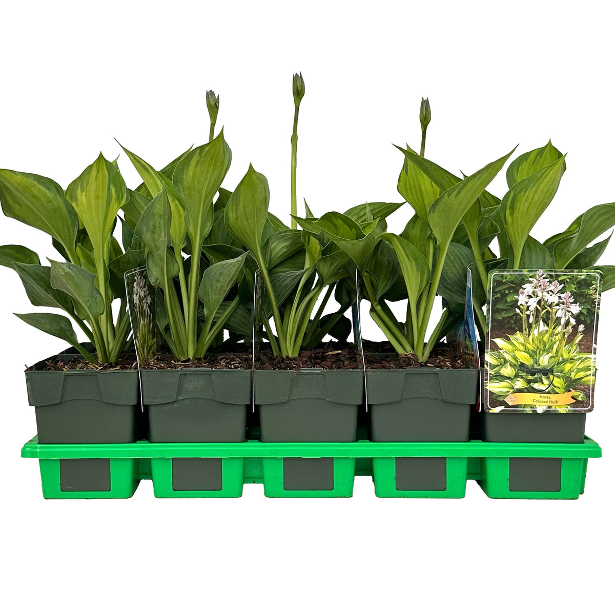 Hosta mix 25cm 11cm Pot