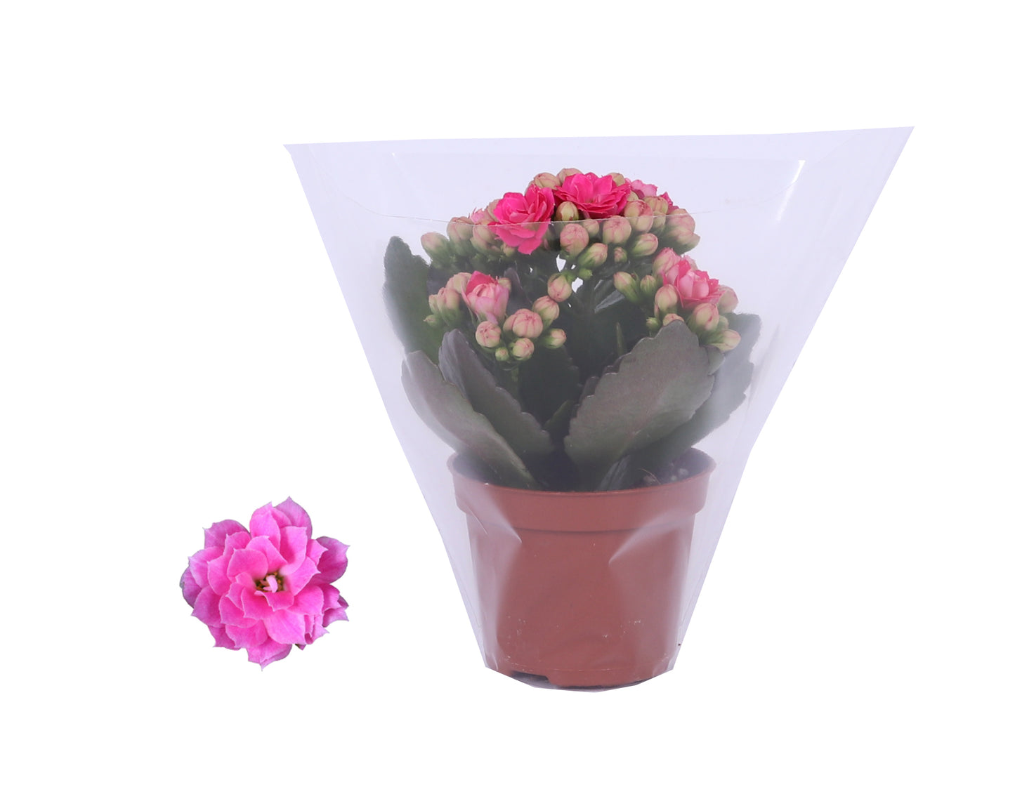 Kalanchoe Rosalina Don Nando 12cm 6cm Pot