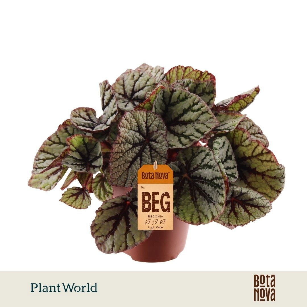 Plantworld Jogrow Begonia Magic Colours Fedor Pack of 8