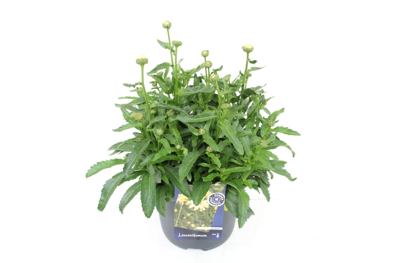 Leucanthemum Banana Cream 70cm 27cm Pot