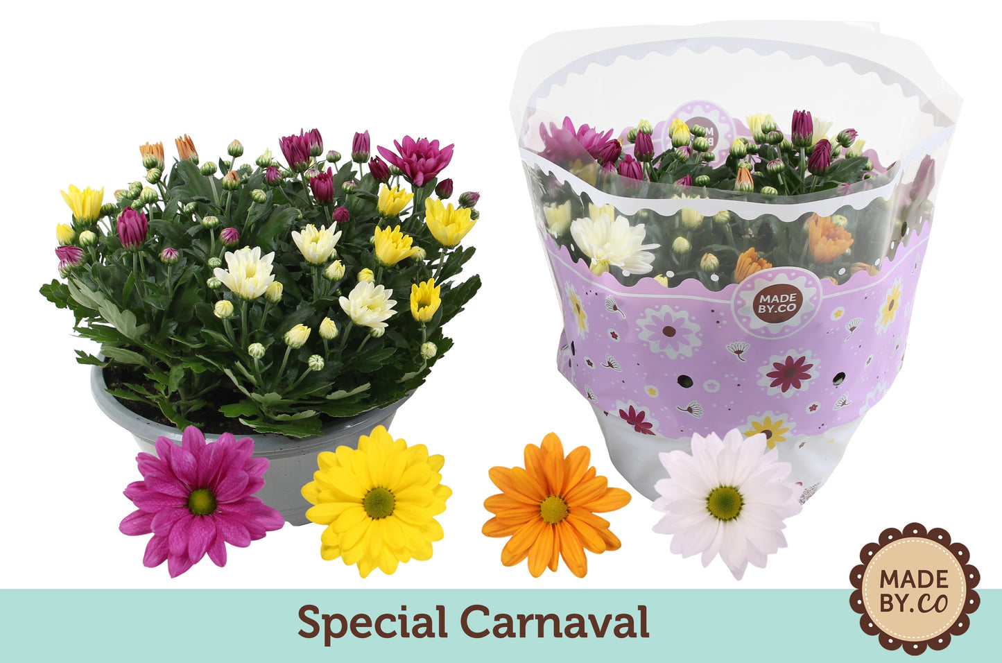SV.CO Chrysanthemum carnaval mix Pack of 17