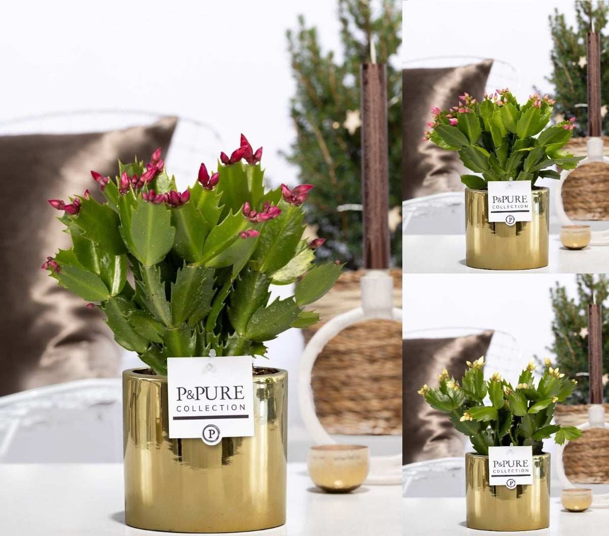 Schlumbergera mix 20cm 12cm Pot