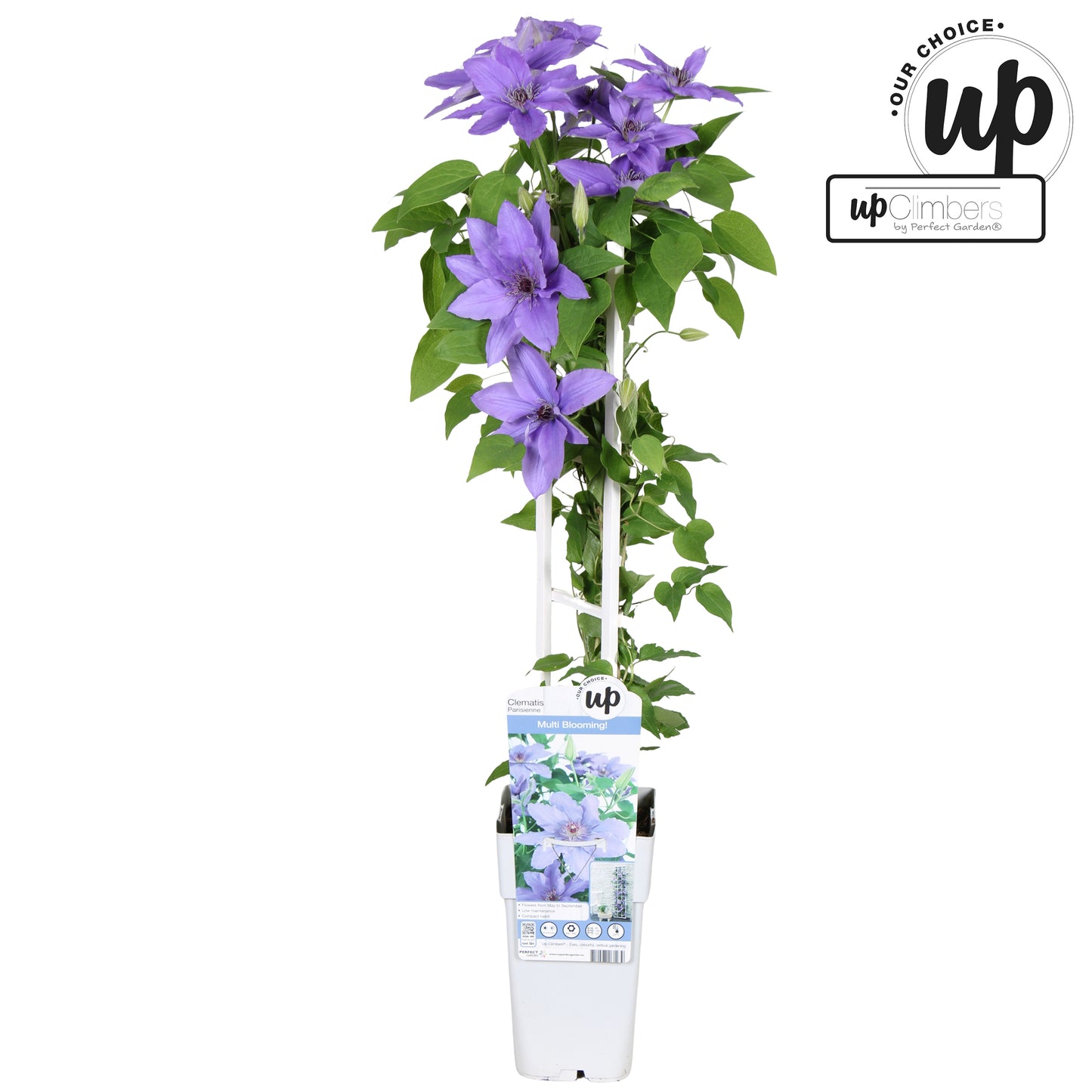 Clematis Boulevard Parisienne 65cm 15cm Pot