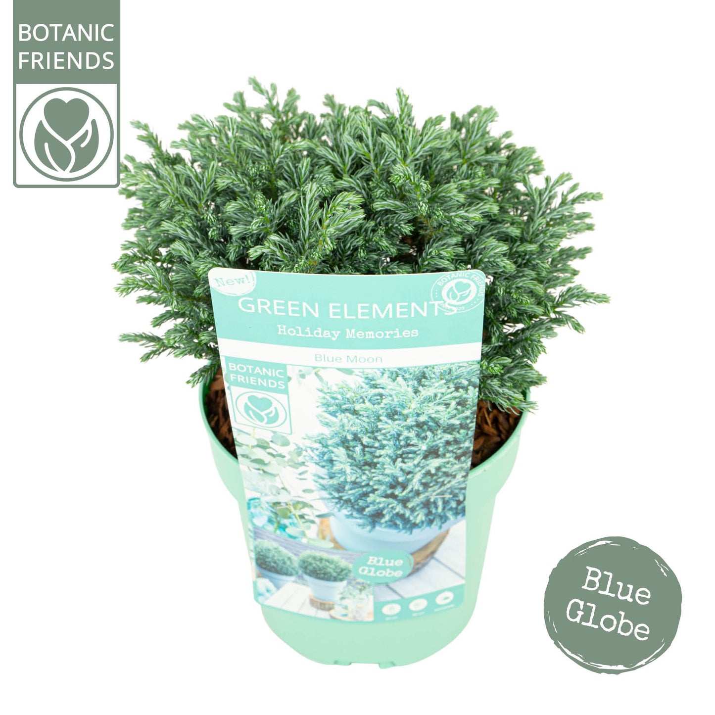 Chamaecyparis Blue Moon 33cm 17cm Pot