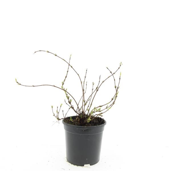 Deutzia grac. Nikko 10cm 14cm Pot