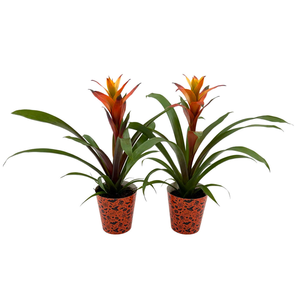 Guzmania Variada 45cm 12cm Pot