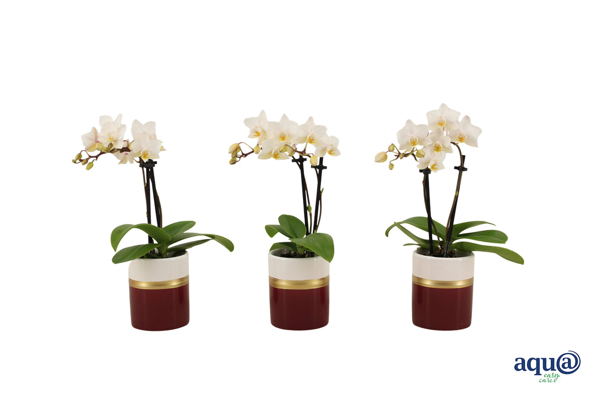 Phalaenopsis hybrid 17cm 6cm Pot