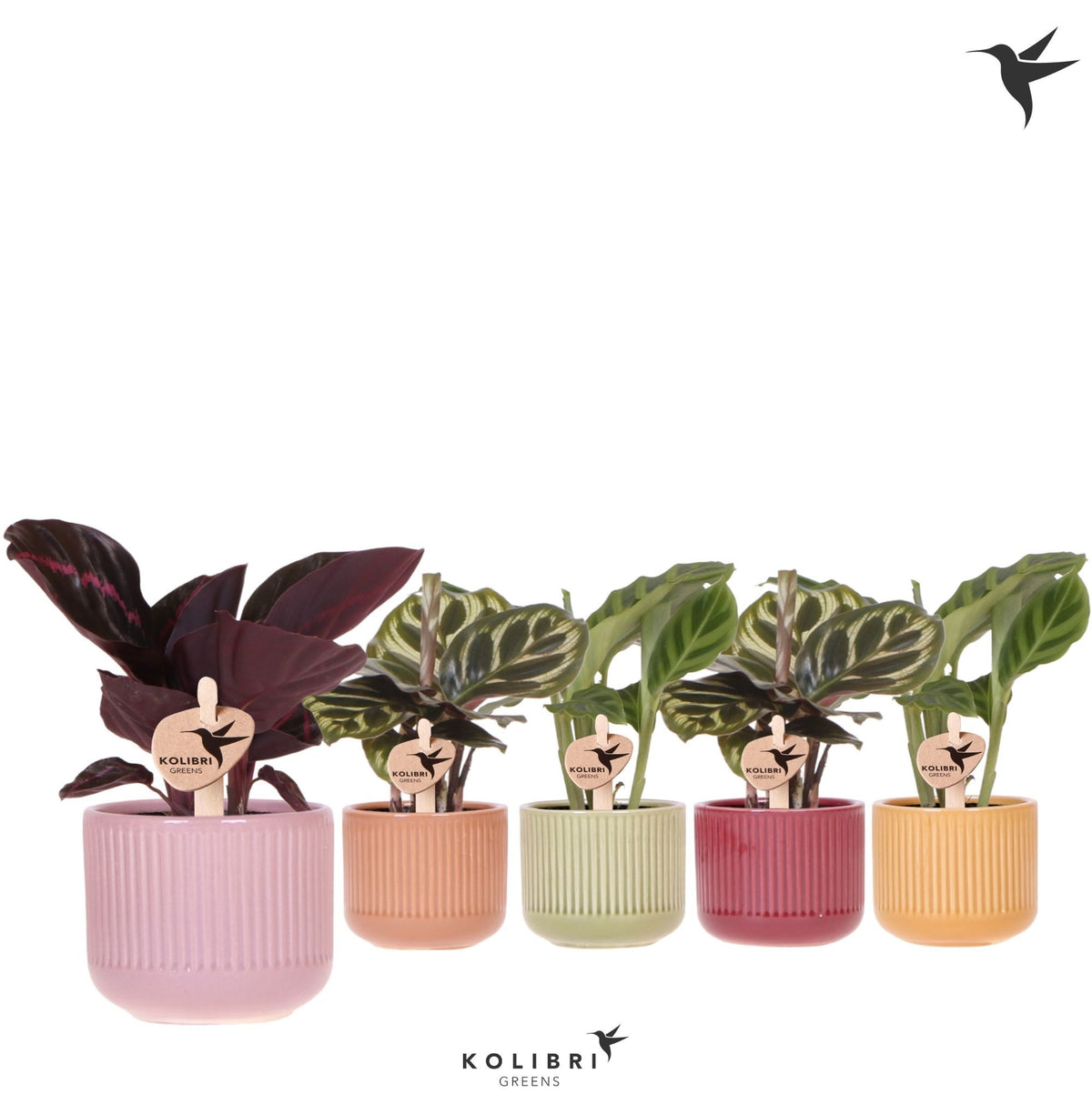 Calathea mix 16cm 6cm Pot