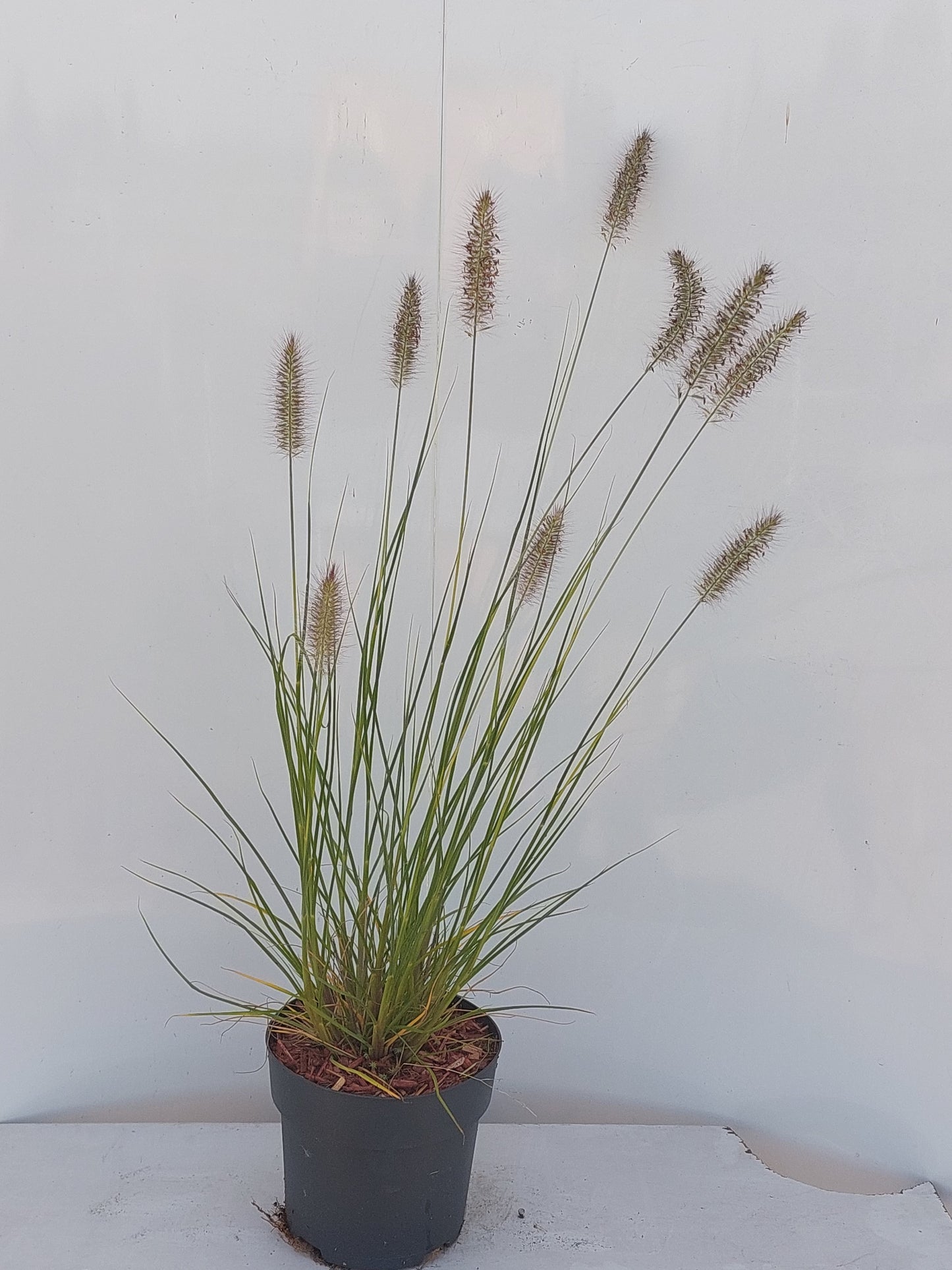 Pennisetum Hameln 45cm 17cm Pot
