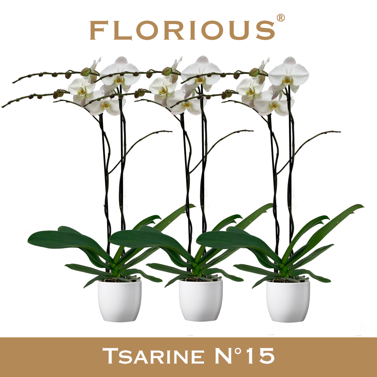 Phalaenopsis white 100cm 15cm Pot