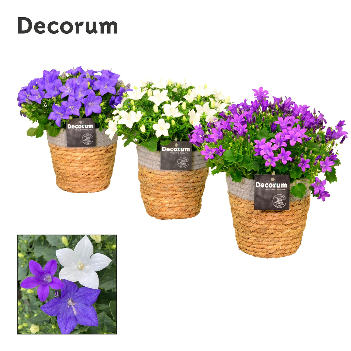 Campanula Hybrid 17cm 15cm Pot
