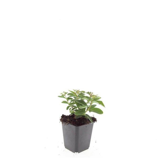 Boer, W.T.M. de Hypericum calycinum Pack of 12