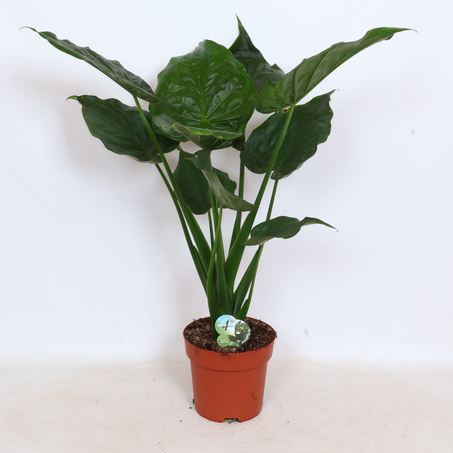 Alocasia cucullata 100cm 24cm Pot