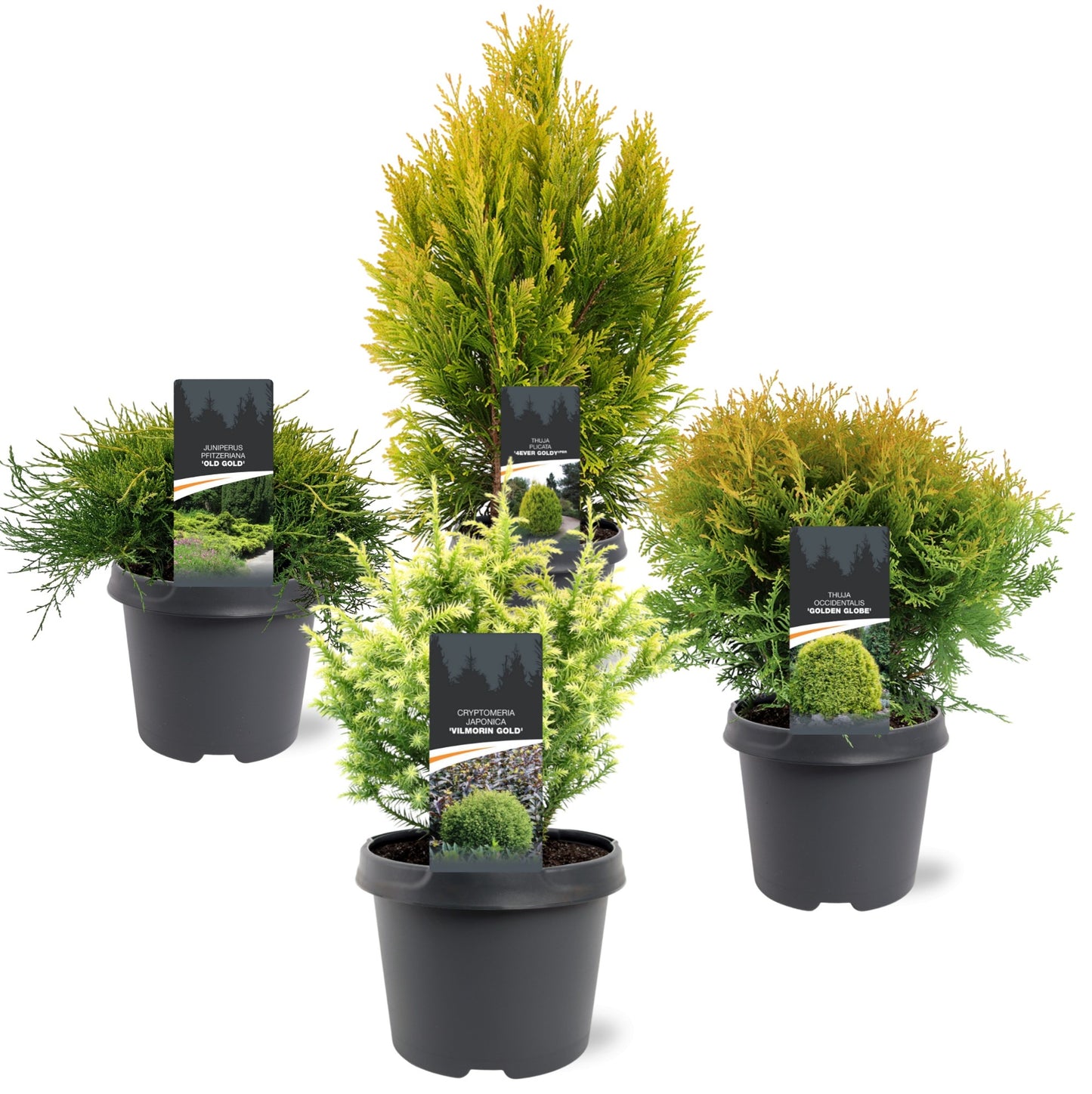 Conifer mix 40cm 19cm Pot