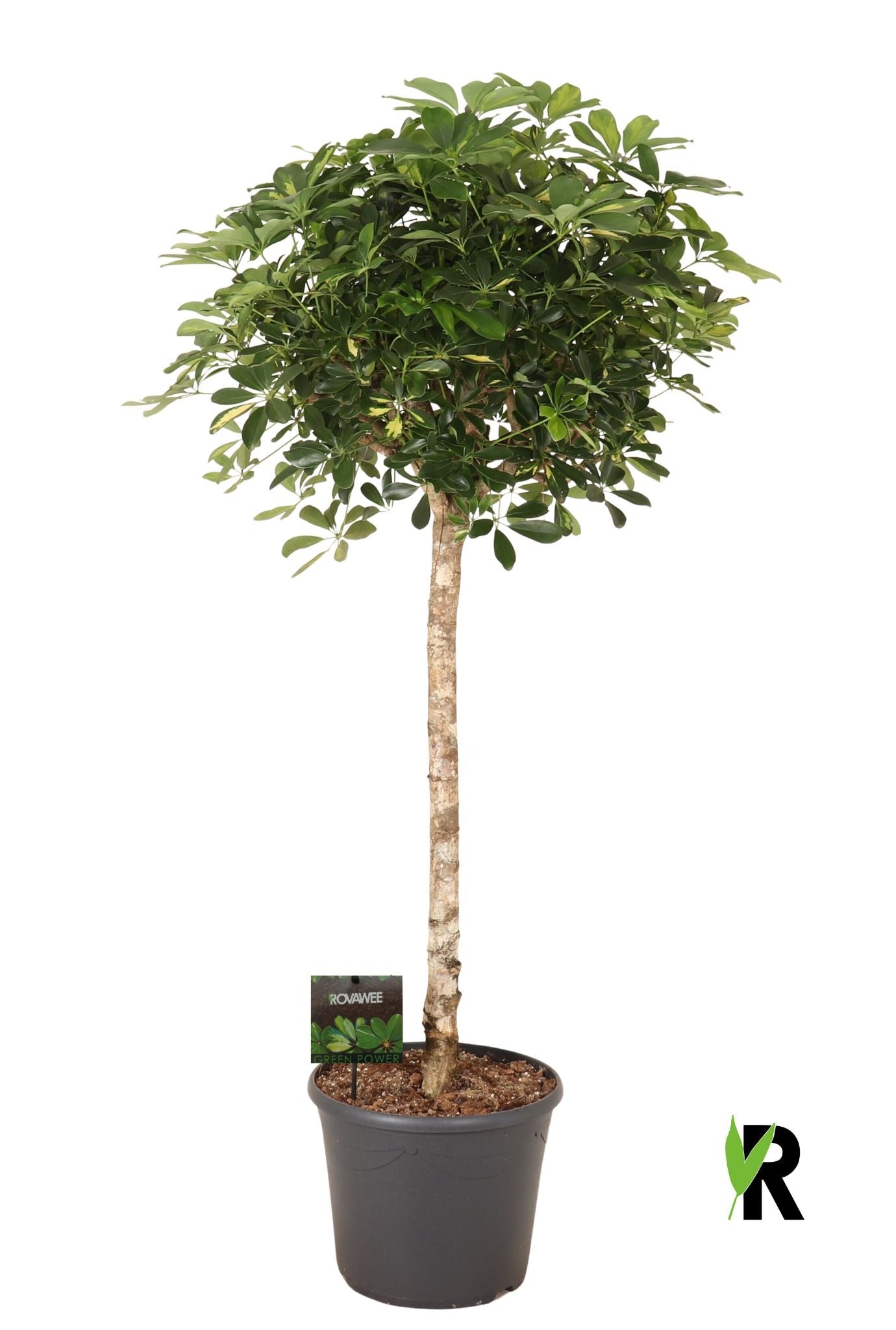 Schefflera Gold Capella 170cm 35cm Pot