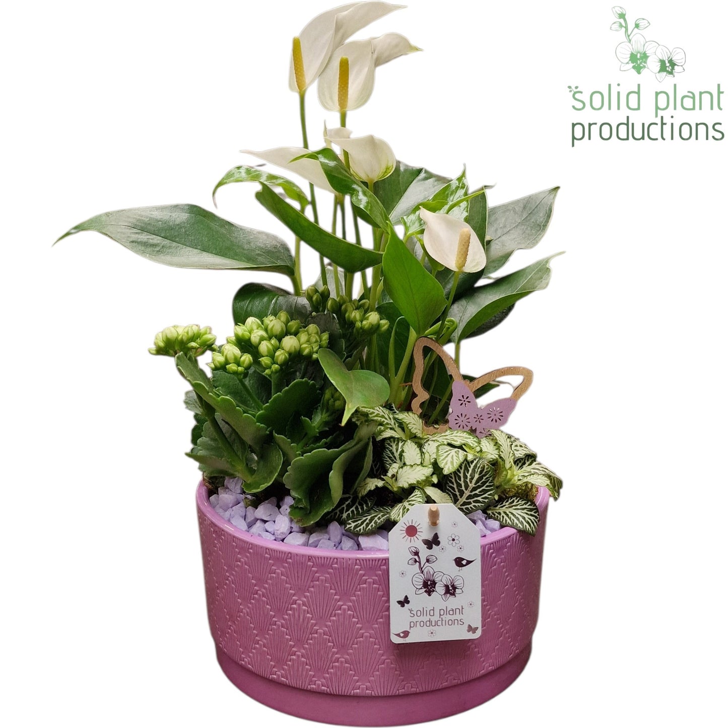 AT003 Loes Lila Anthurium 42cm 22cm Pot