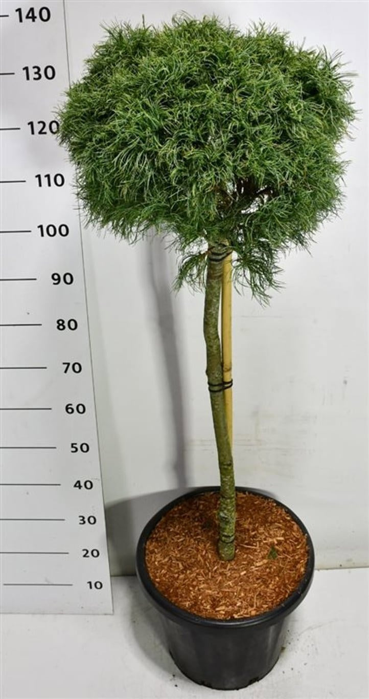 Pinus hybrid 140cm 38cm Pot