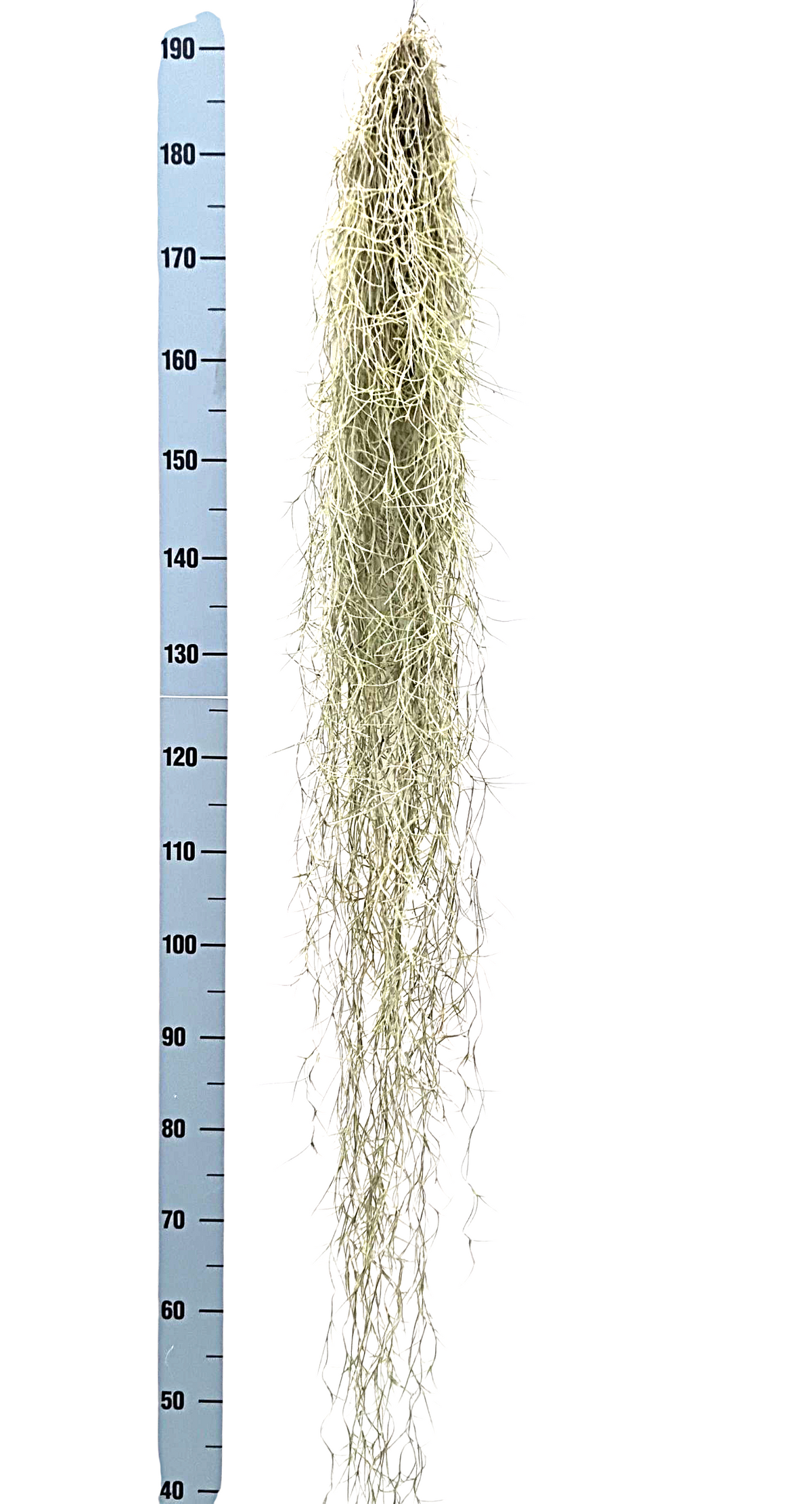 Tillandsia usneoides