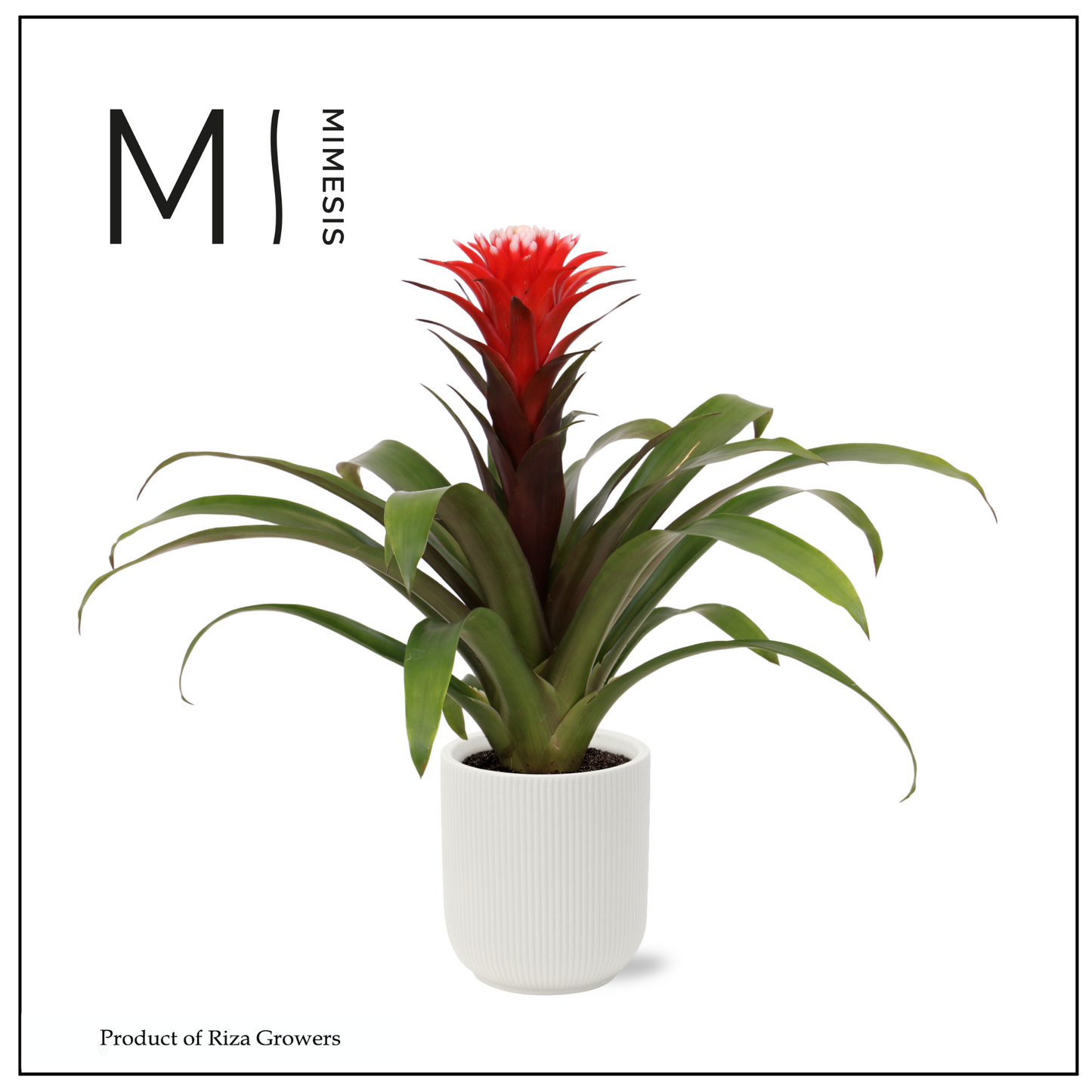 Guzmania Hope 42cm 12cm Pot