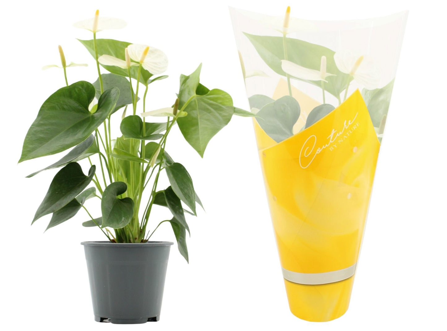 Anthurium Cocos in Christmas sleeve 45cm 14cm Pot