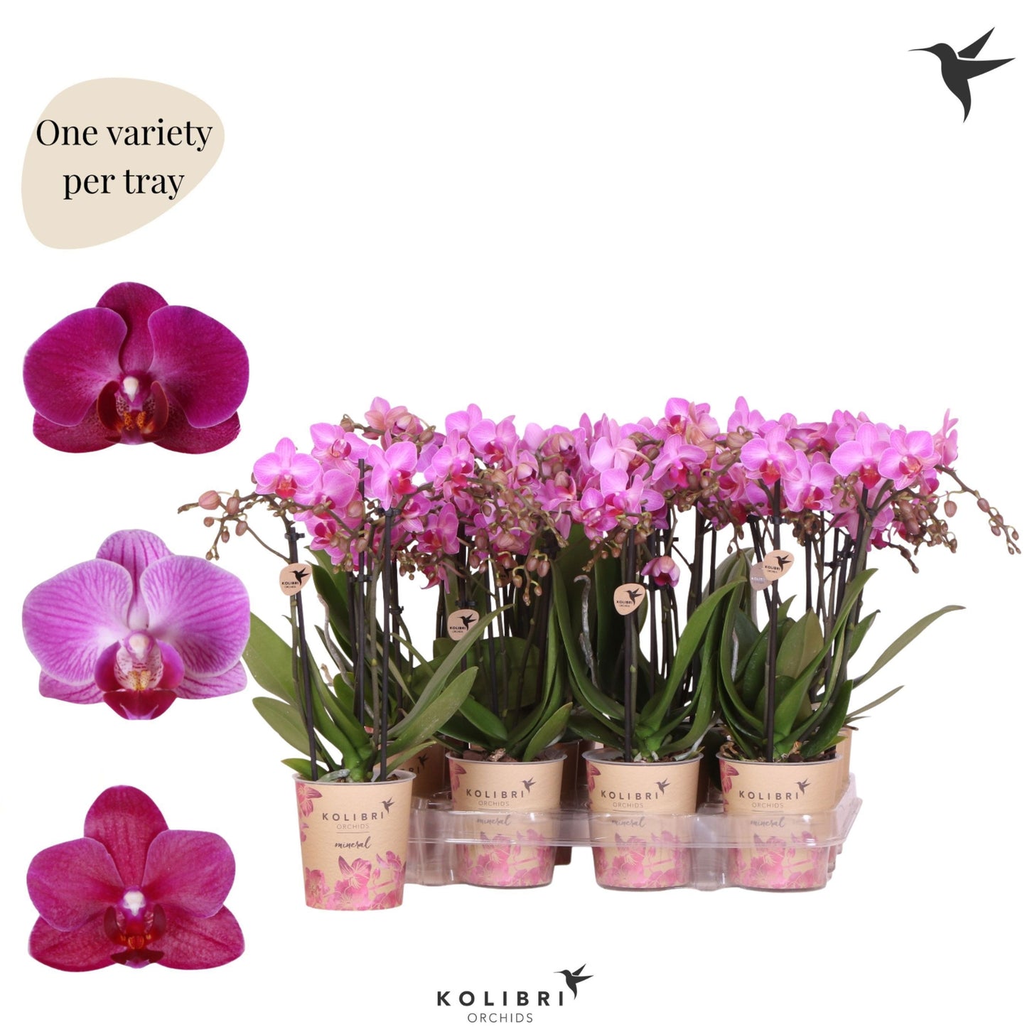 Phalaenopsis Purple 40cm 9cm Pot
