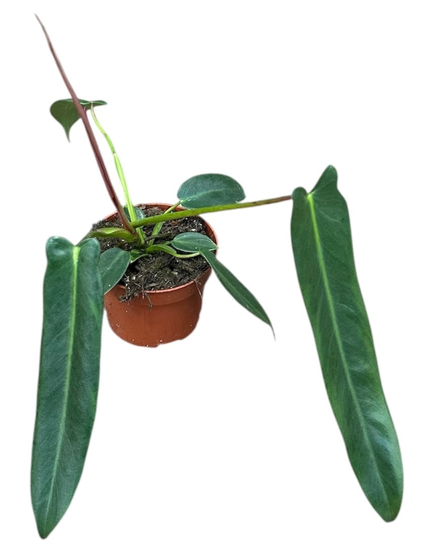 Philodendron scandens 25cm 10.5cm Pot