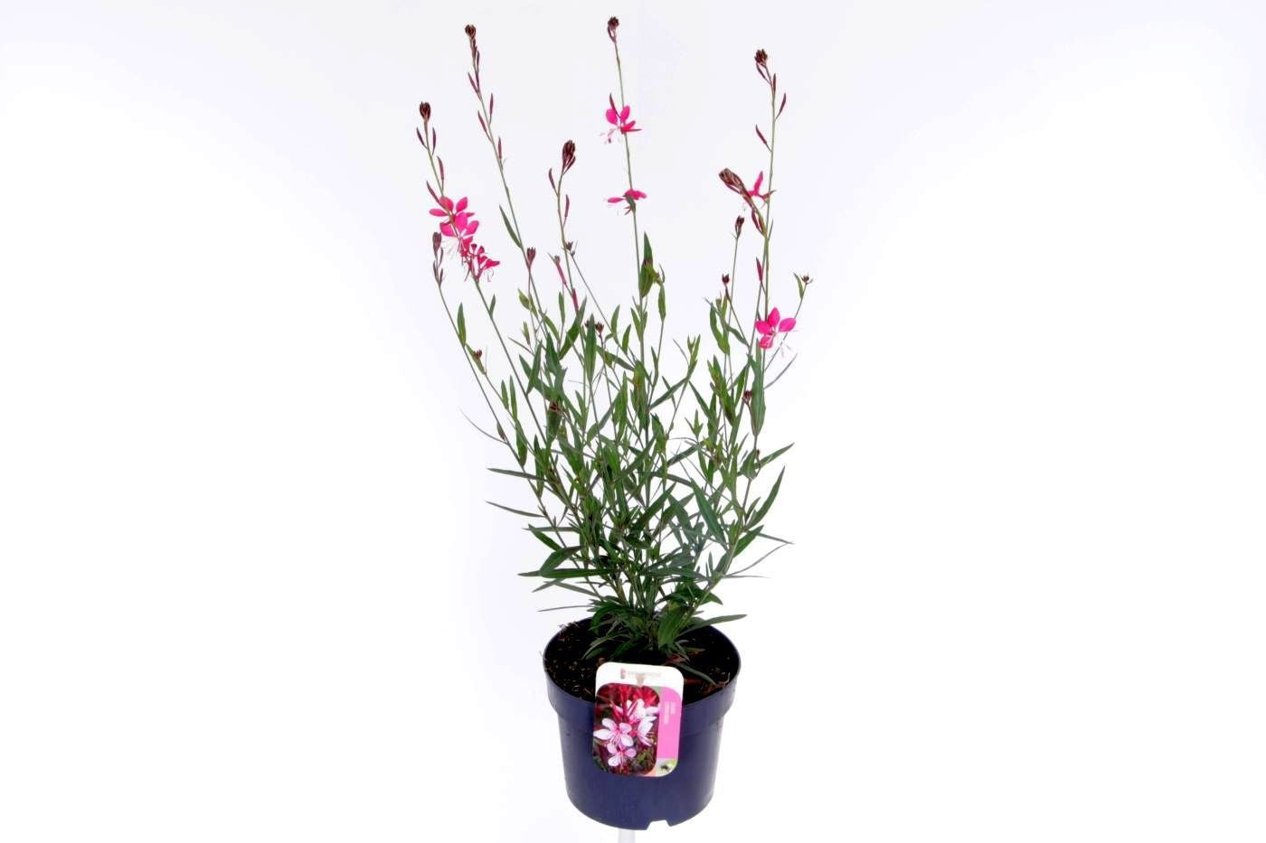 Gaura lindheimeri 65cm 17cm Pot
