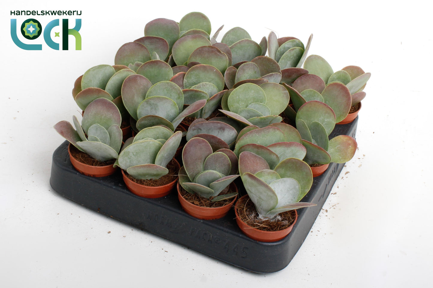 Kalanchoe thyrsiflora Red Lips 15cm 505cm Pot
