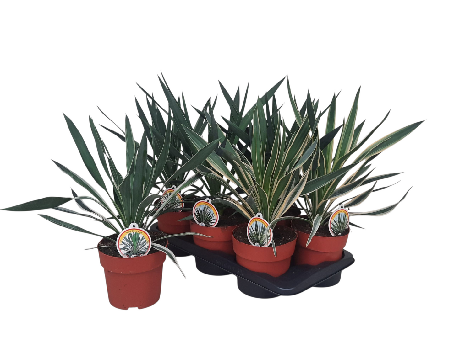 Cresco de Kwakel VOF Yucca gloriosa Pack of 6