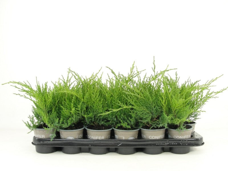 Juniperus Gold Coast 15cm 9cm Pot