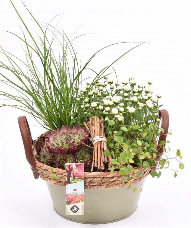 arr. Plants 21cm Pot