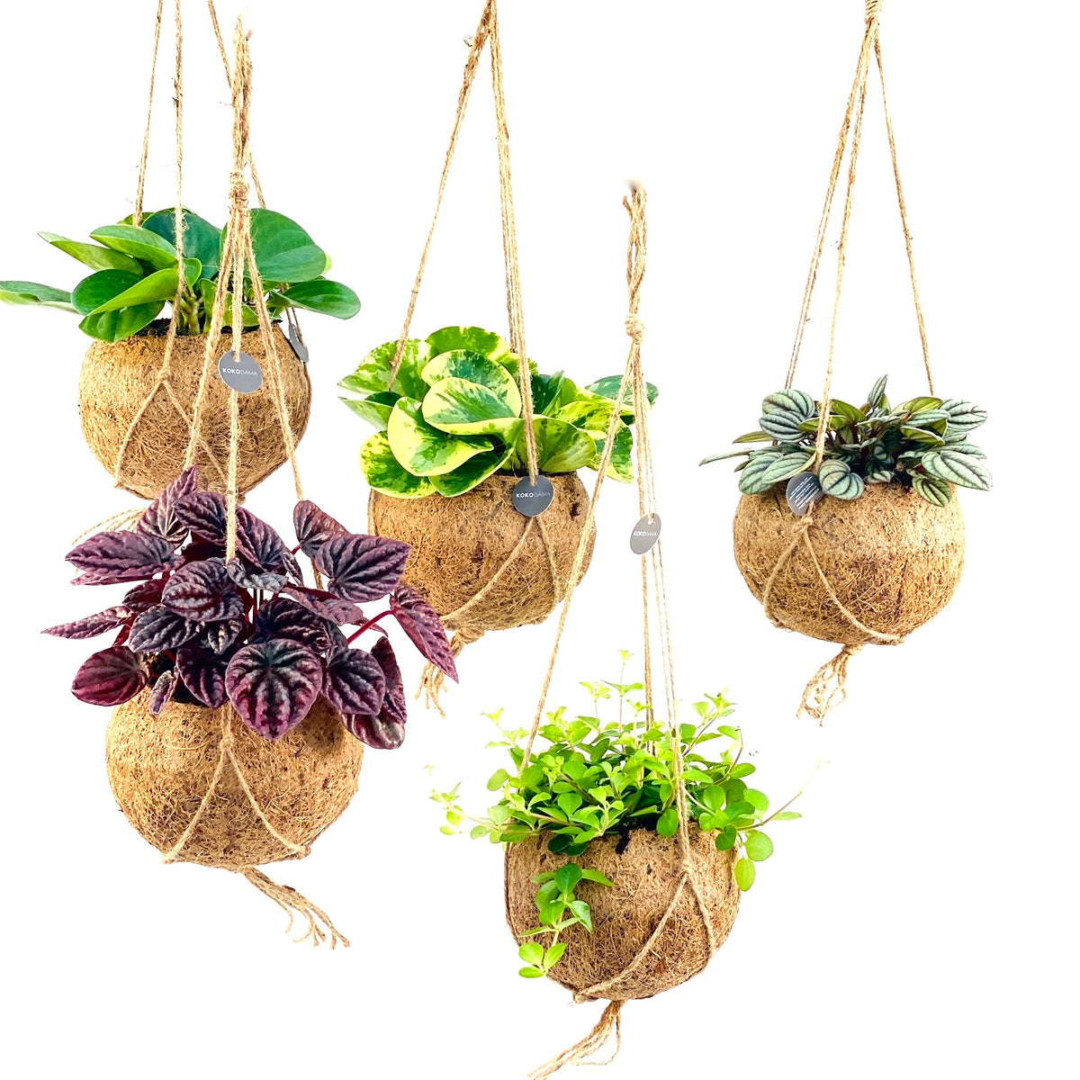 Foliage houseplants mix 25cm 15cm Pot