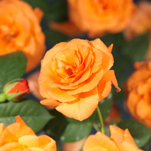 Rosa Westerland 65cm 15cm Pot