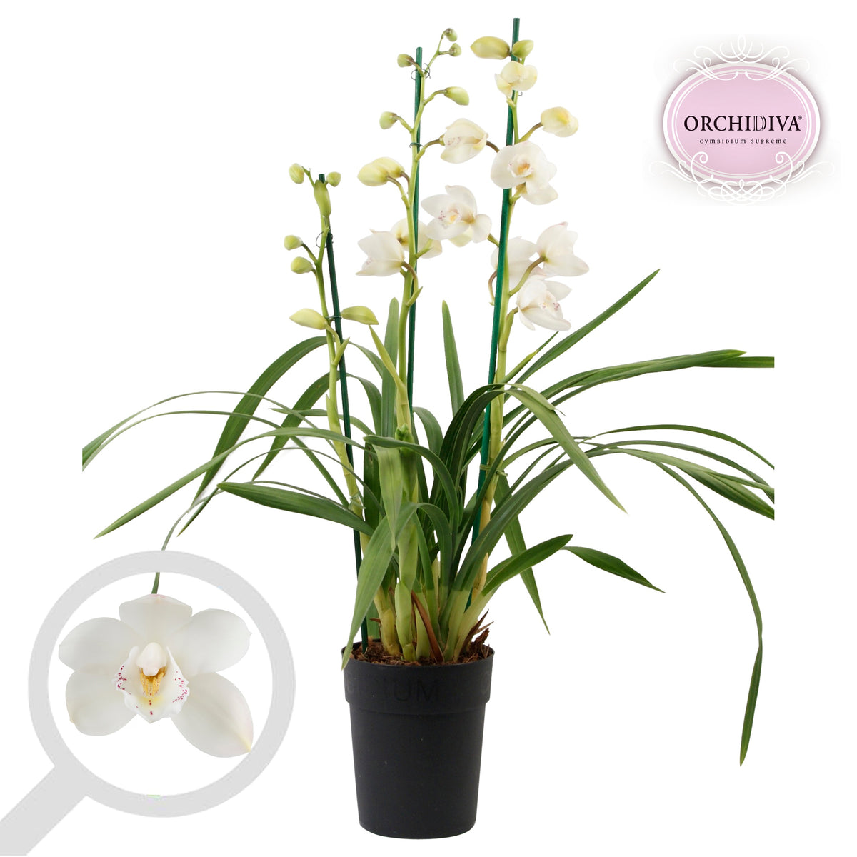 Cymbidium white 70cm 14cm Pot