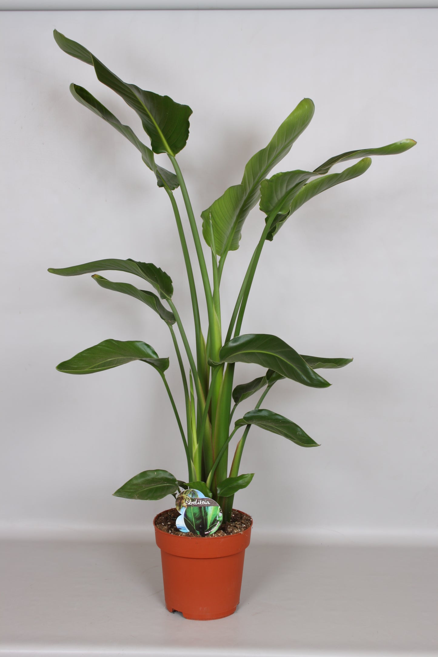 Peeters Potplanten BV Strelitzia nicolai Pack of 1