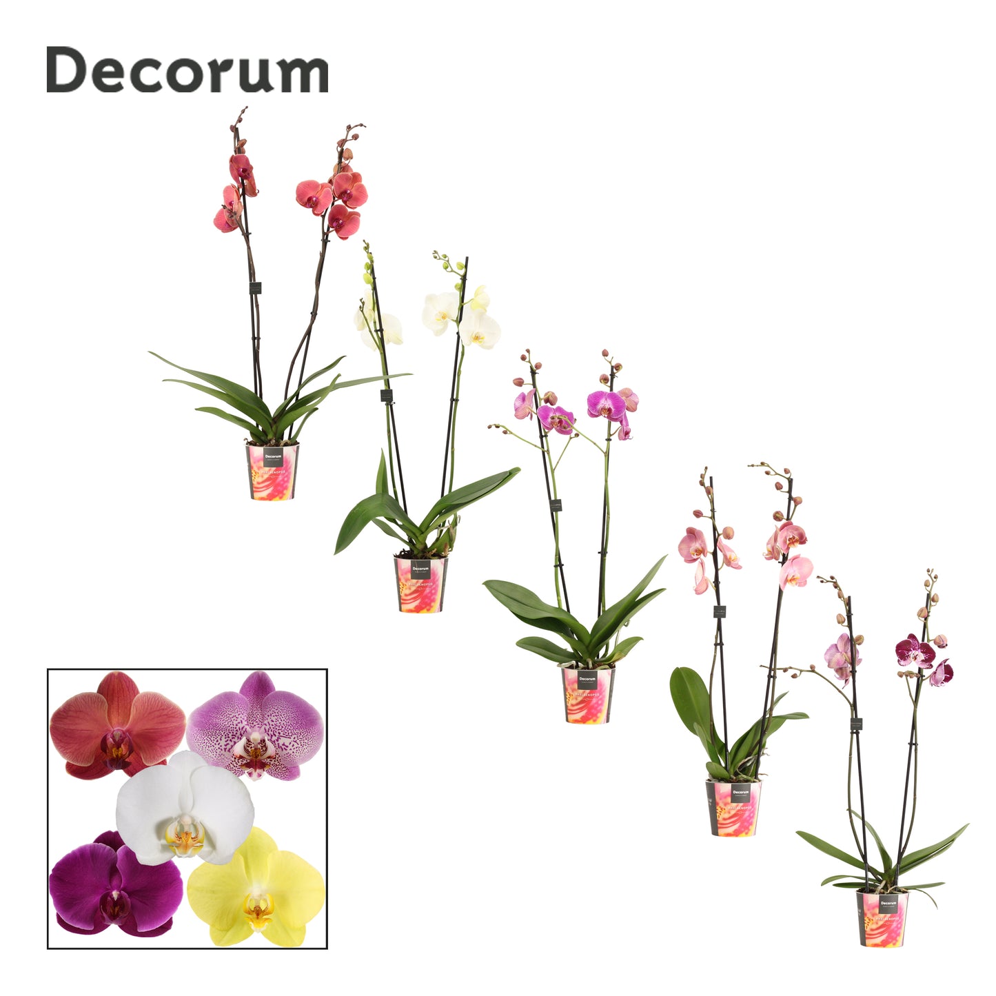 Phalaenopsis mix Decorum 65cm 12cm Pot