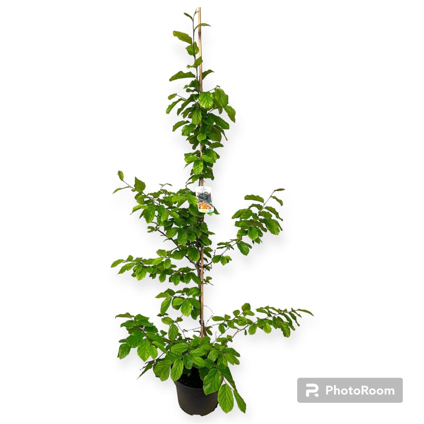 Parrotia persica 100cm 29cm Pot