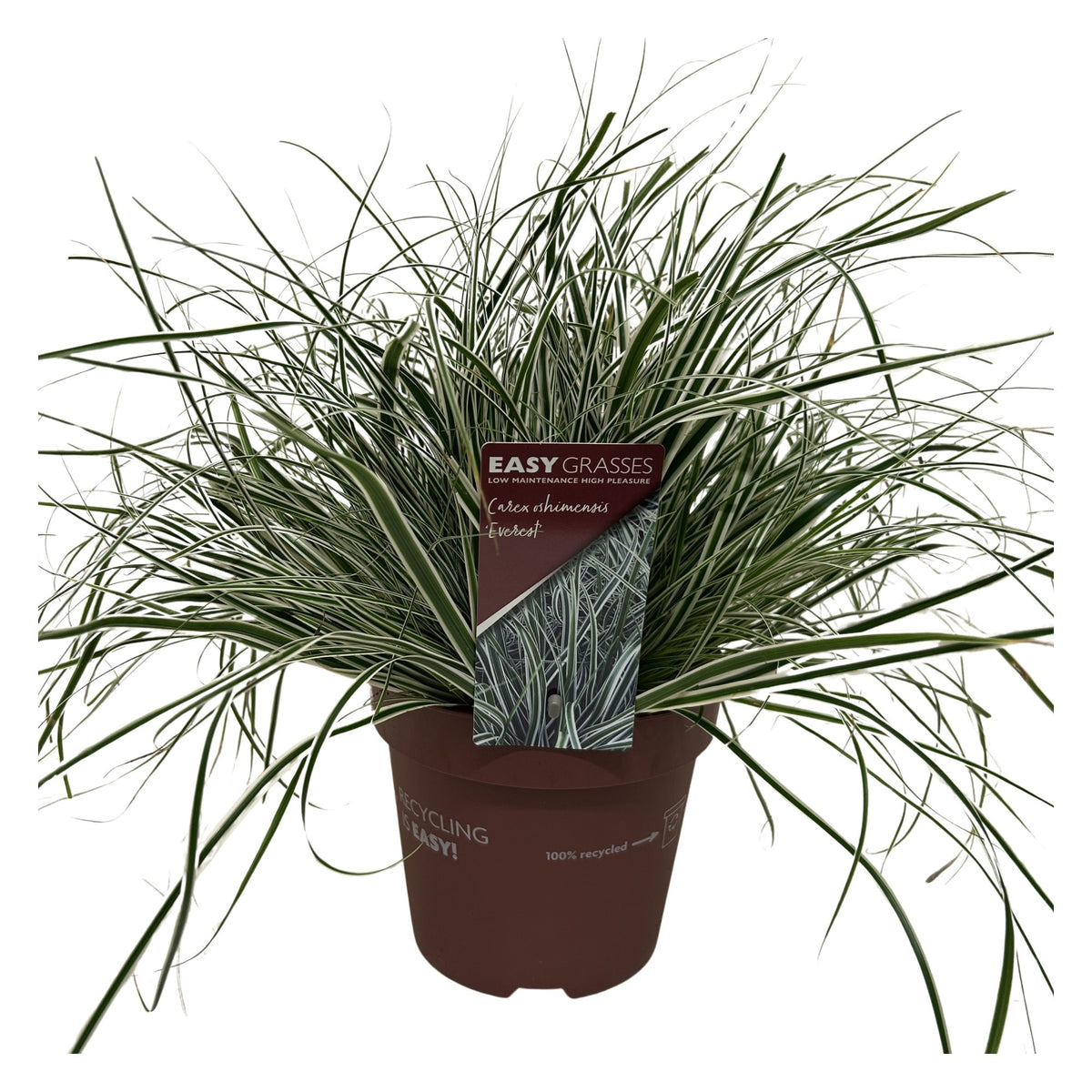 Carex Everest 35cm 17cm Pot