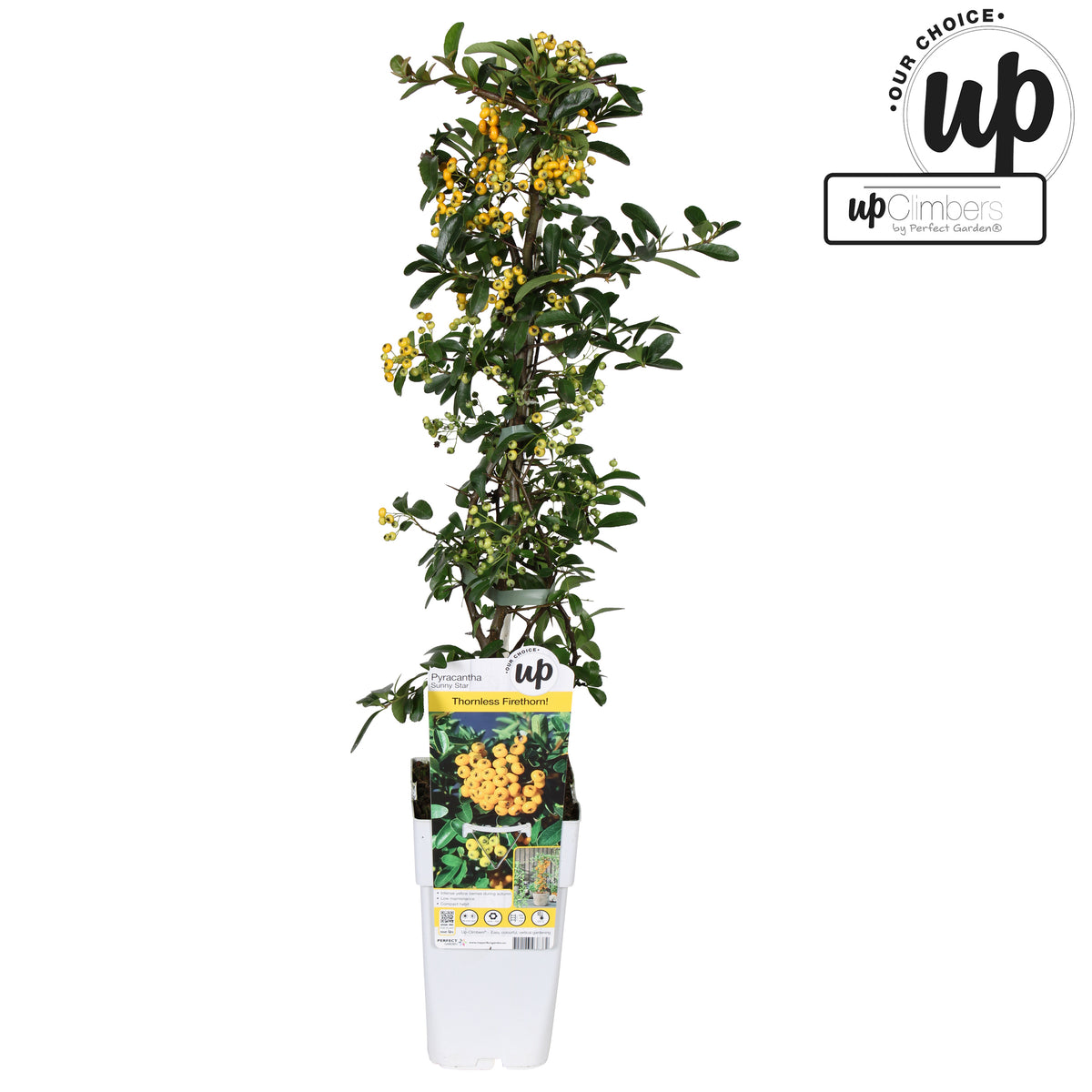 Pyracantha coc. Sunny Star 65cm 15cm Pot