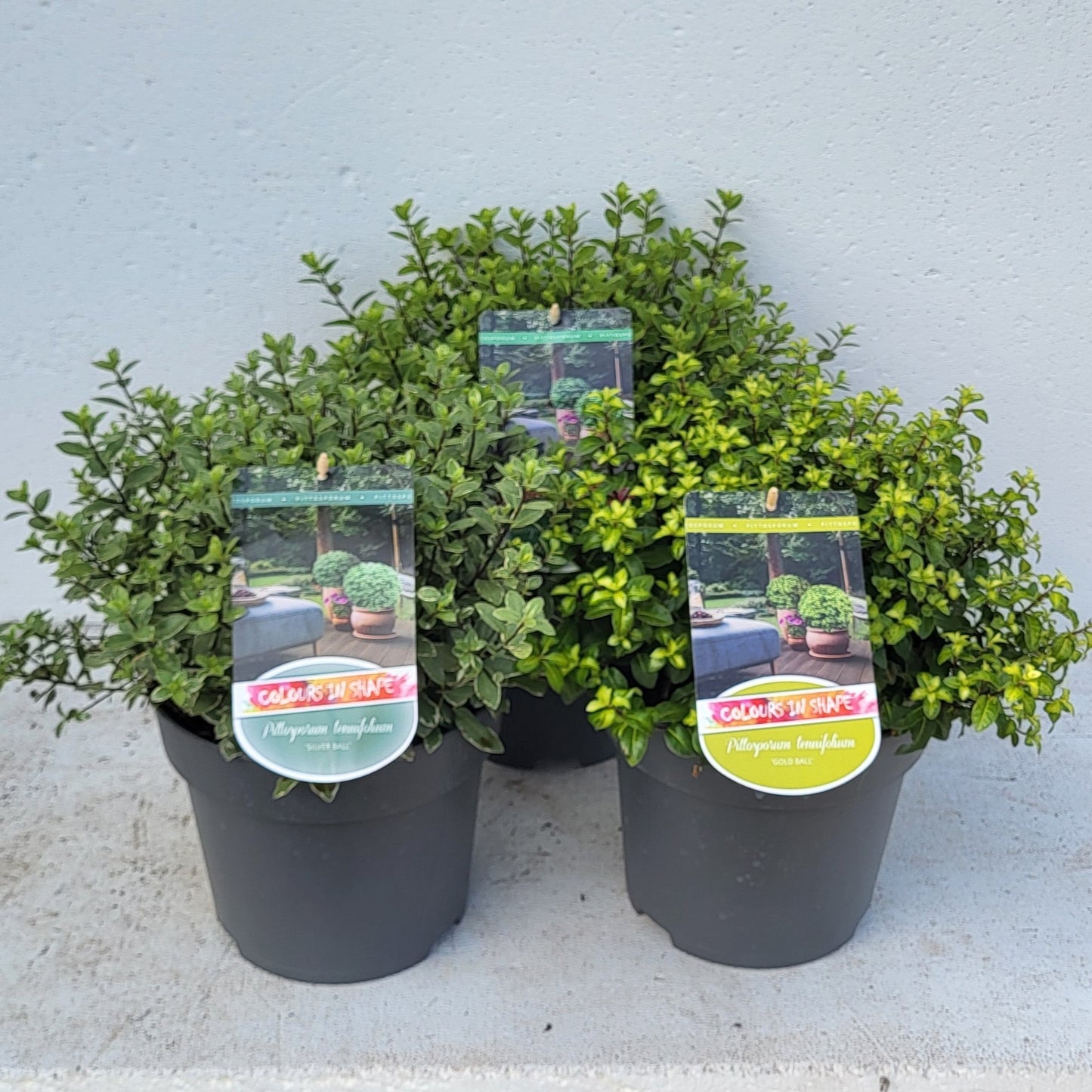 Pittosporum mix 40cm 23cm Pot