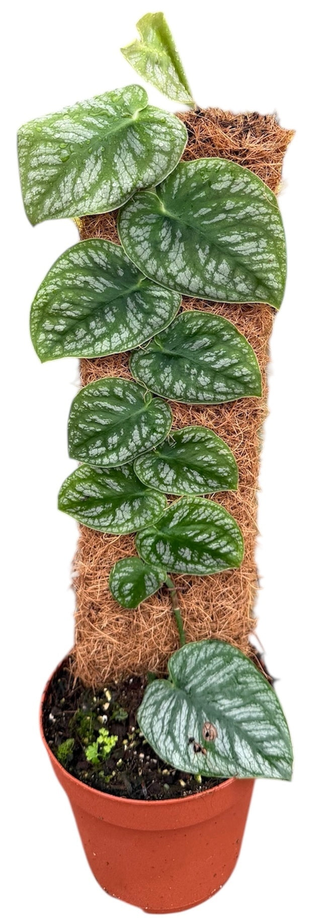 Monstera Variegated 40cm 14cm Pot