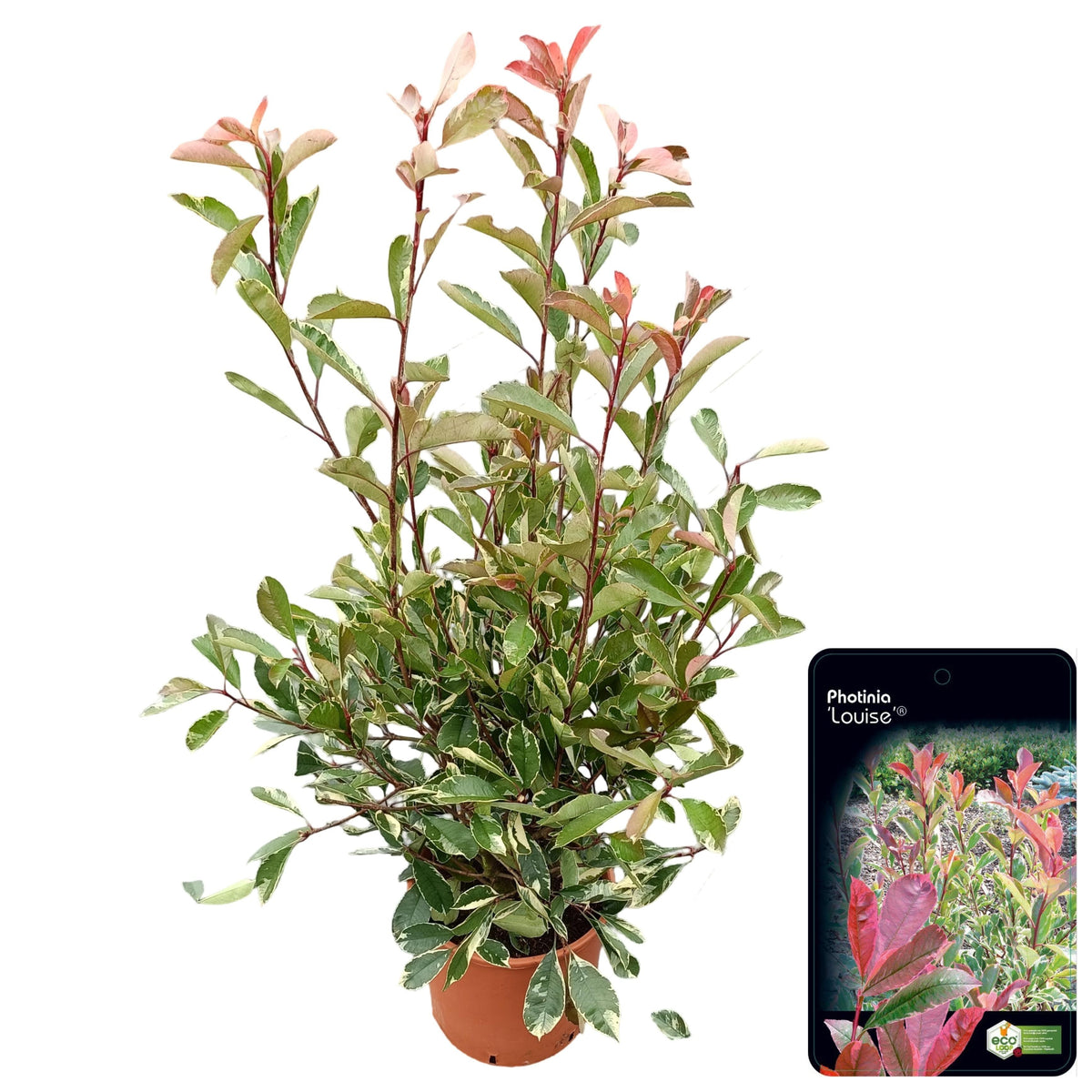 Photinia fraseri mix 100cm 29cm Pot