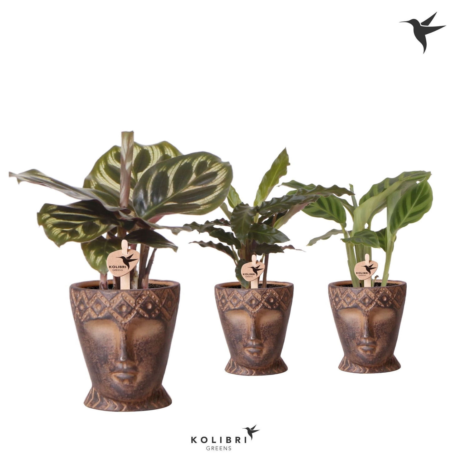 Calathea mix 20cm 6cm Pot