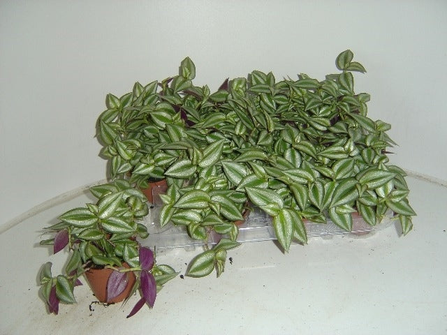 Tradescantia Zebra 7cm Pot