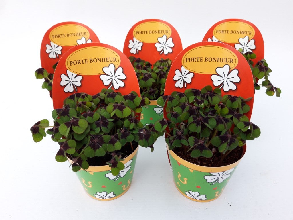 Oxalis deppei 10cm 9cm Pot