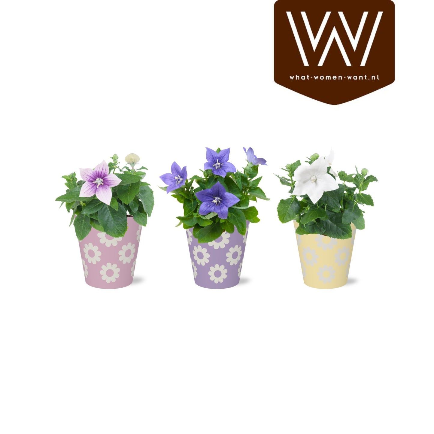 Adrichem Potplanten Platycodon mix Pack of 6