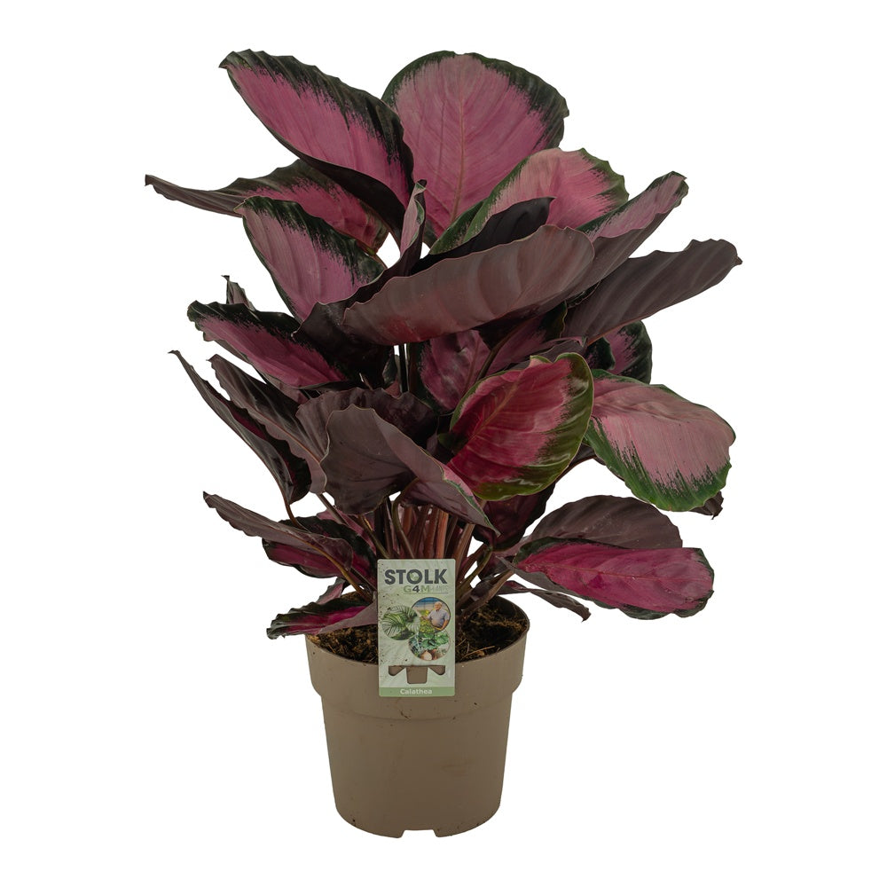 Calathea Mysty Red 55cm 17cm Pot