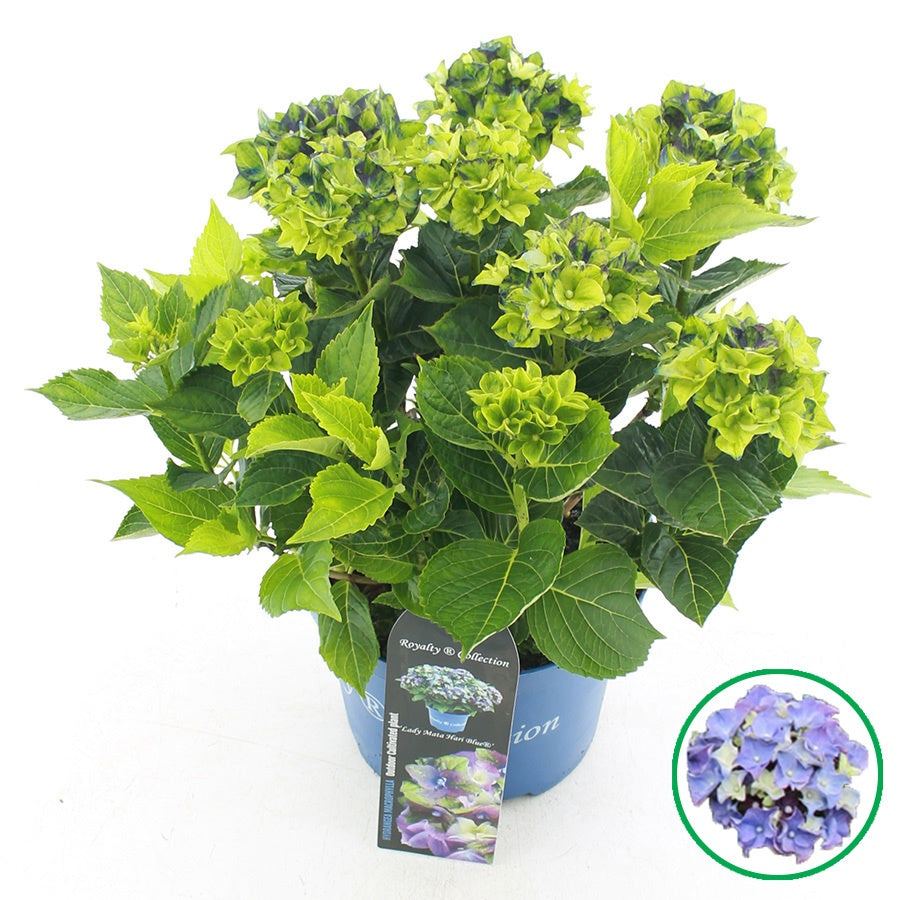 Hydrangea macr. Royalty Lady Mata Hari 45cm 23cm Pot