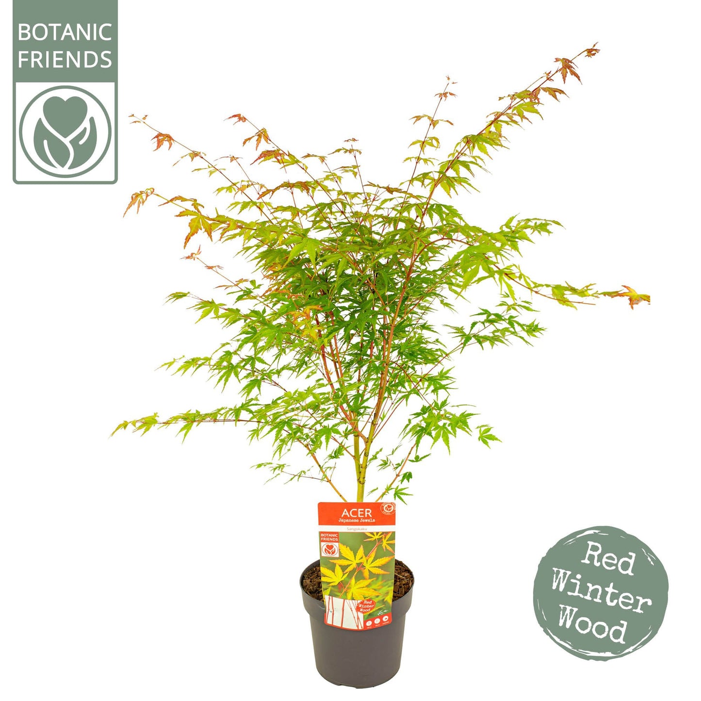 Acer Sangokaku 55cm 19cm Pot