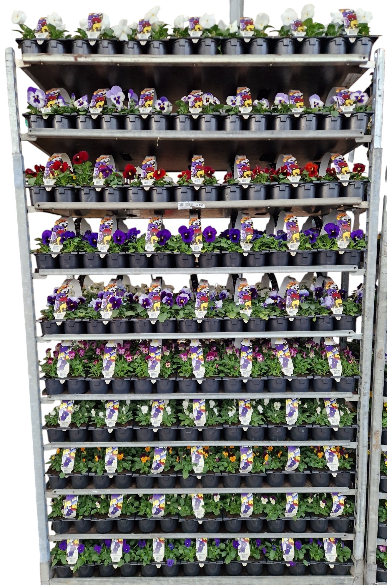 Zuidbaak Honselersdijk Viola per bak Pack of 14
